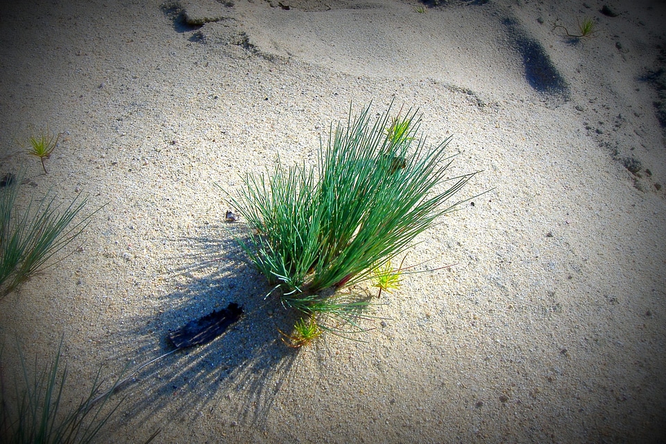 Sand nature sunny