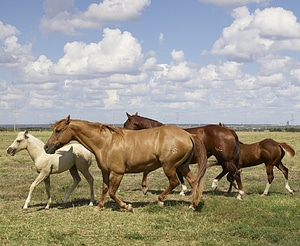 Equine herd animal photo