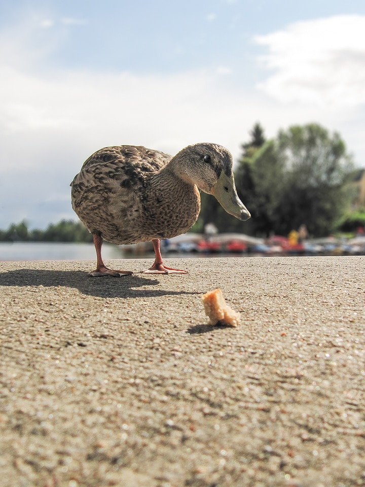 Food courageous animal