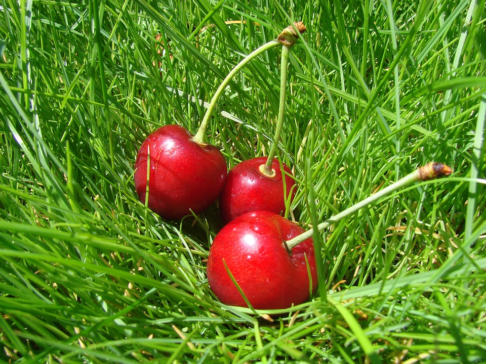 Cherry in grass Free photos