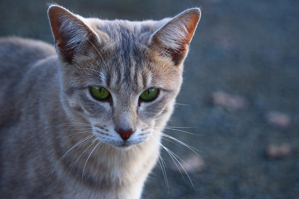 Kitten breed cat moustache