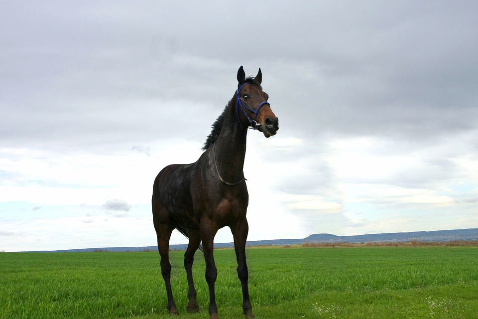 Black horse animal nature