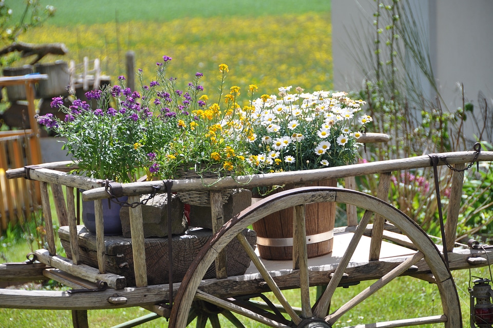 Wheel marguerite meadow