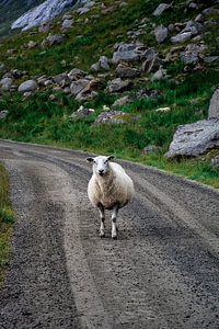 Animal landscape nature