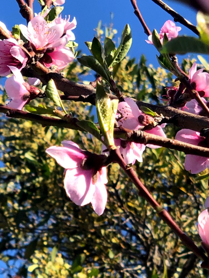 Blossom, Spring in Brunswick