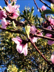 Blossom, Spring in Brunswick