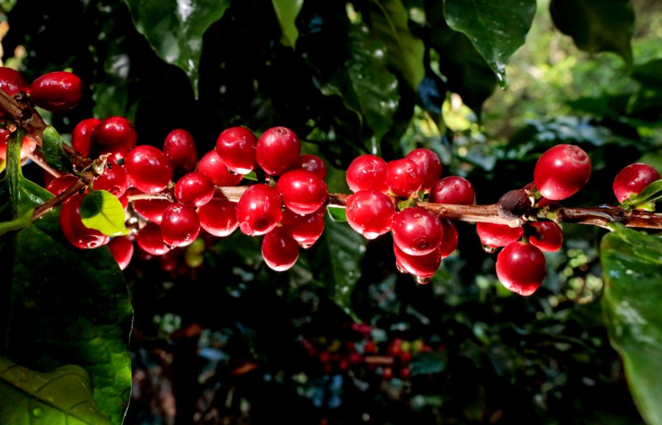 BLUE HARVEST EL SALVADOR