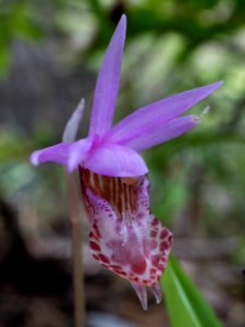 Calypso bulbosa closeup