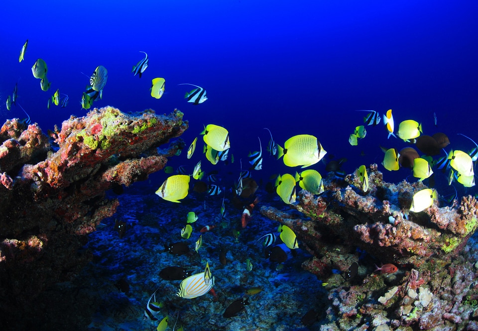 Marine atolll ocean