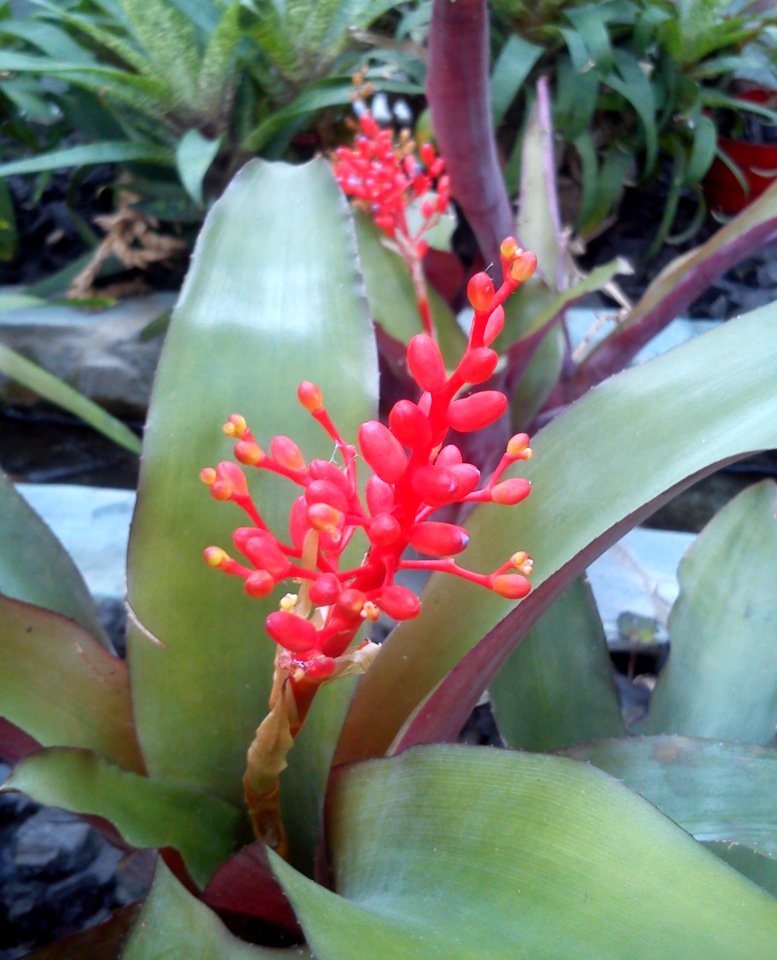 Aechmea fulgens photo