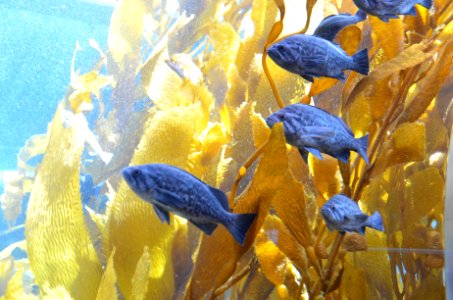 Aquarium