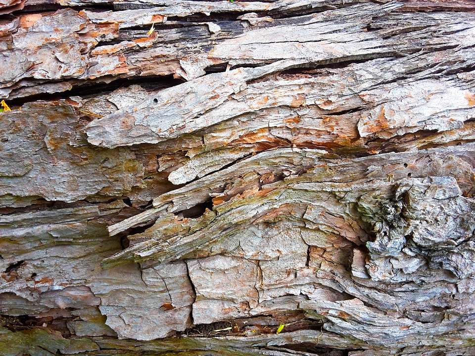 Tree texture wood background