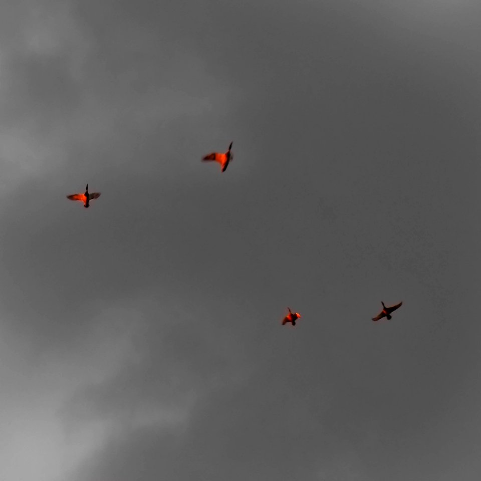 Birds lighten up by the sun
