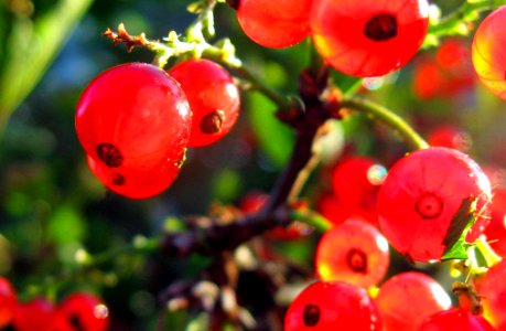 Red Currant