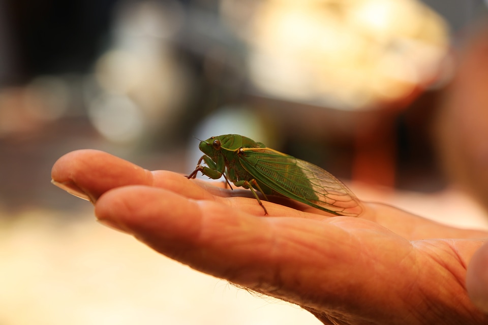 Insect bug cicadidae
