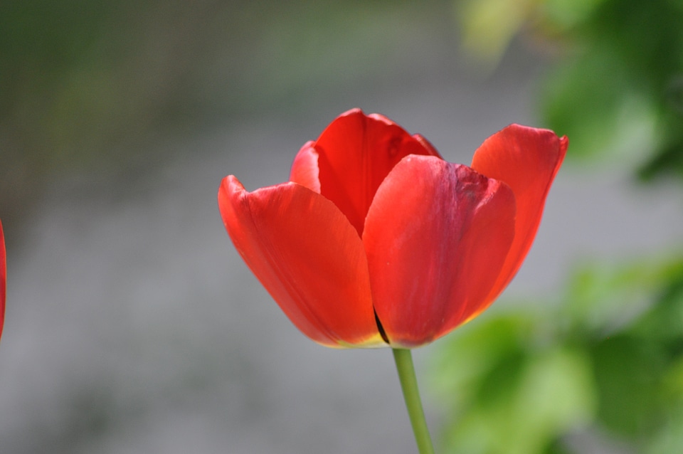 Red blossom bloom