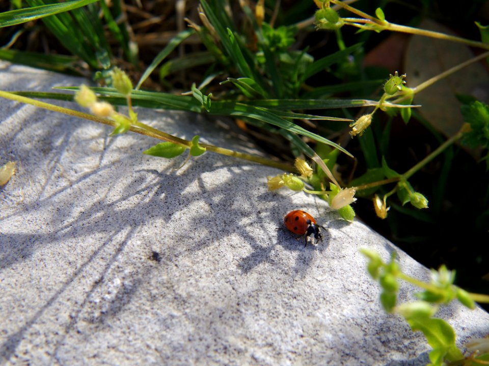 Lady Bug 1