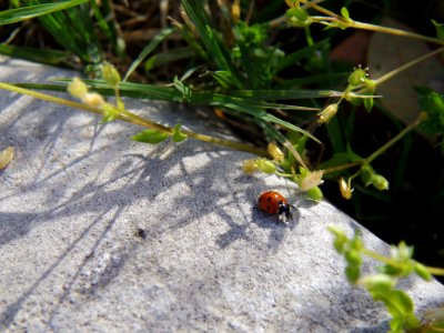 Lady Bug 1