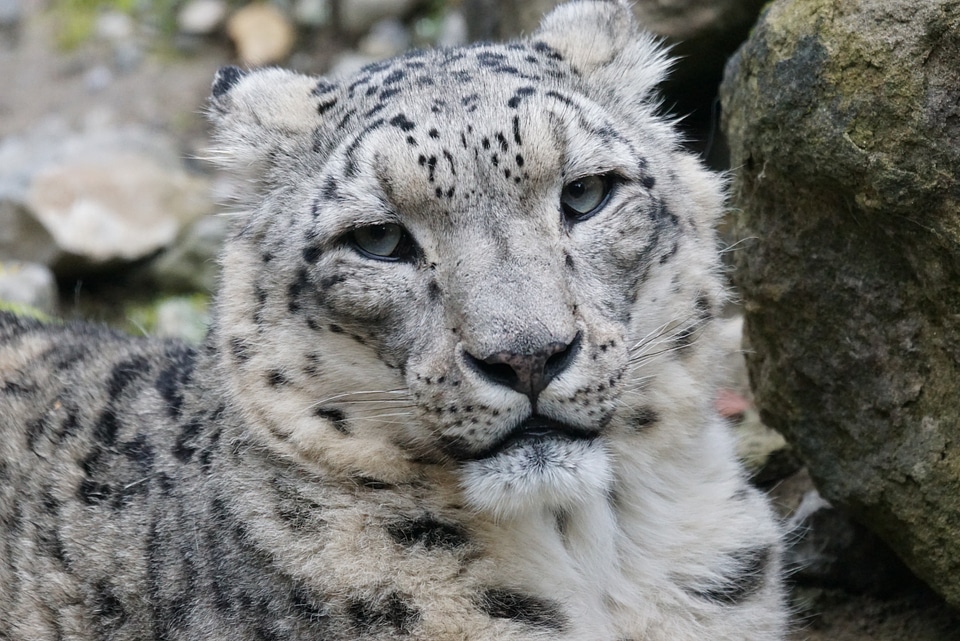 Big cat mammal dormant