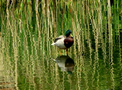 IMG 3115crop