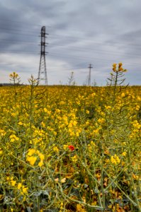 Rape & Poppy photo