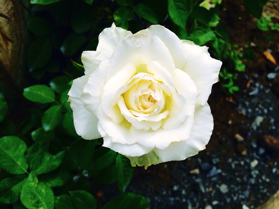 Rose flowers white rose