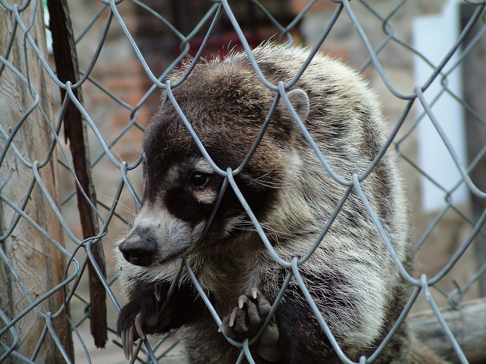 Badger sadness nature