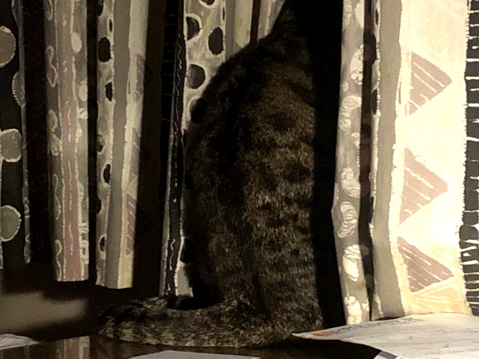 Alfie with curtain