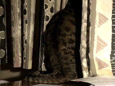 Alfie with curtain