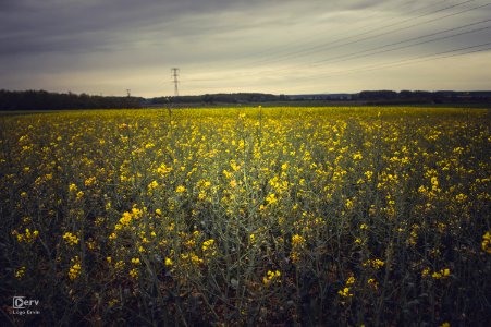 Rape & Poppy photo