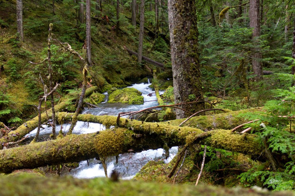 falls view canyon-upper big quilcene 20