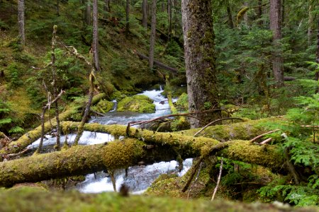 falls view canyon-upper big quilcene 20