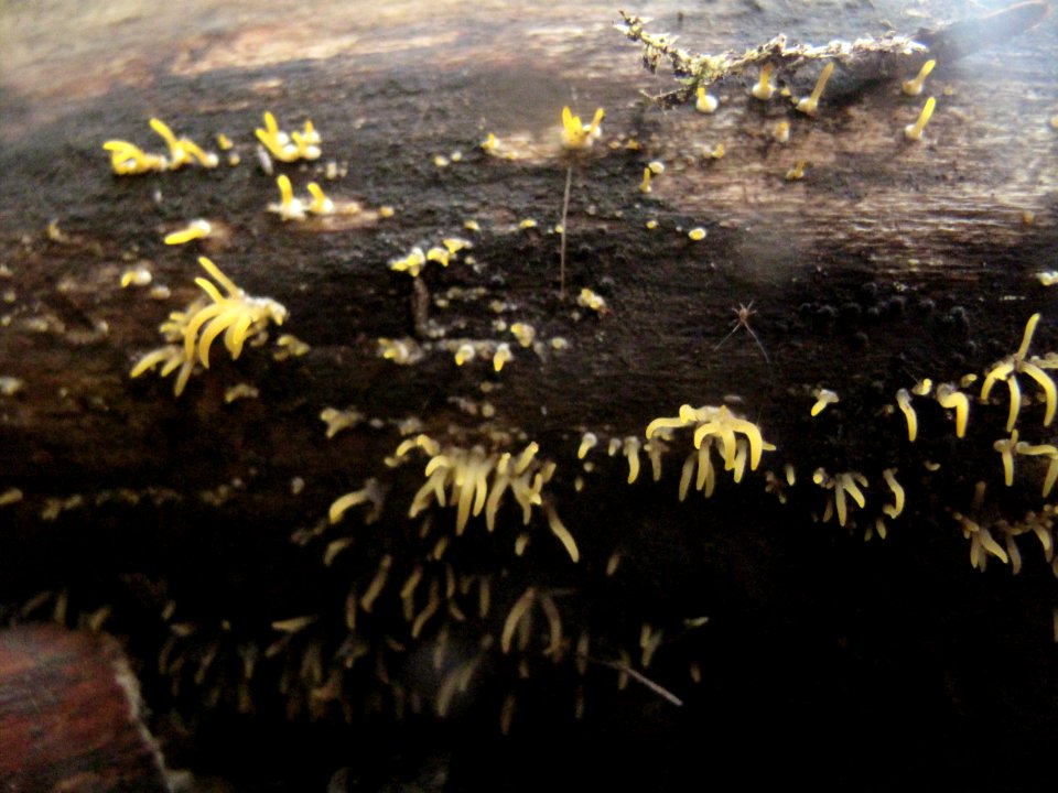 Unknown slime mold