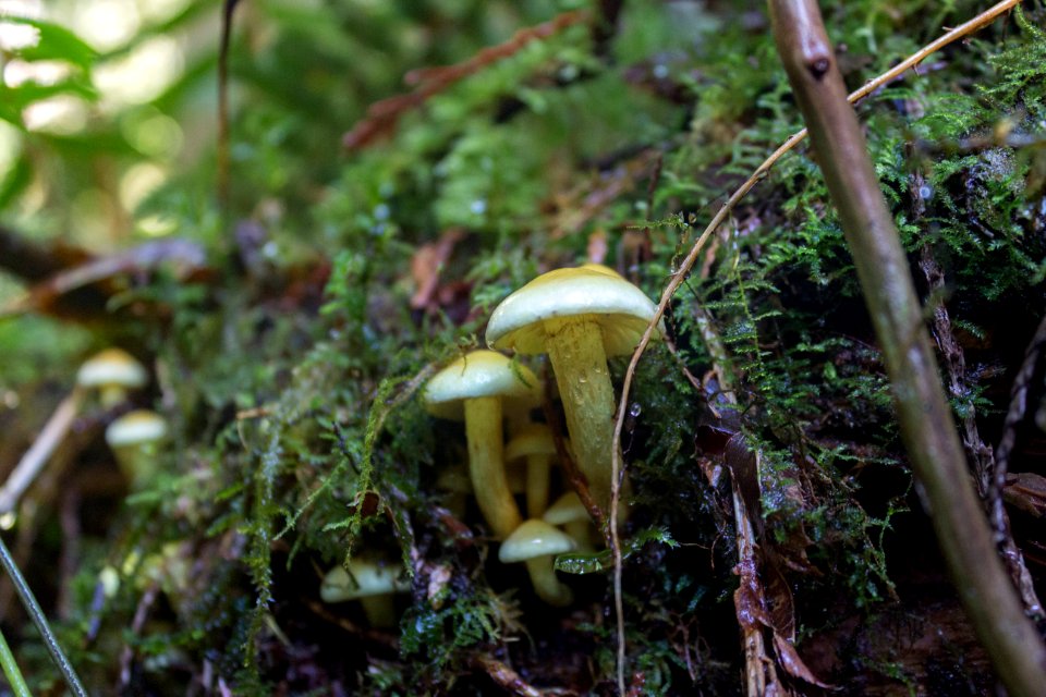 falls view canyon-upper big quilcene 3