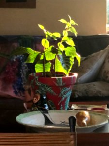 Lovely winter light on leaves and painted bowl MelanieLazarowartist