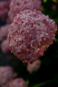IMG 5630