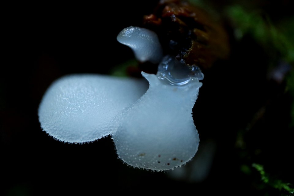 Pseudohydnum gelatinosum