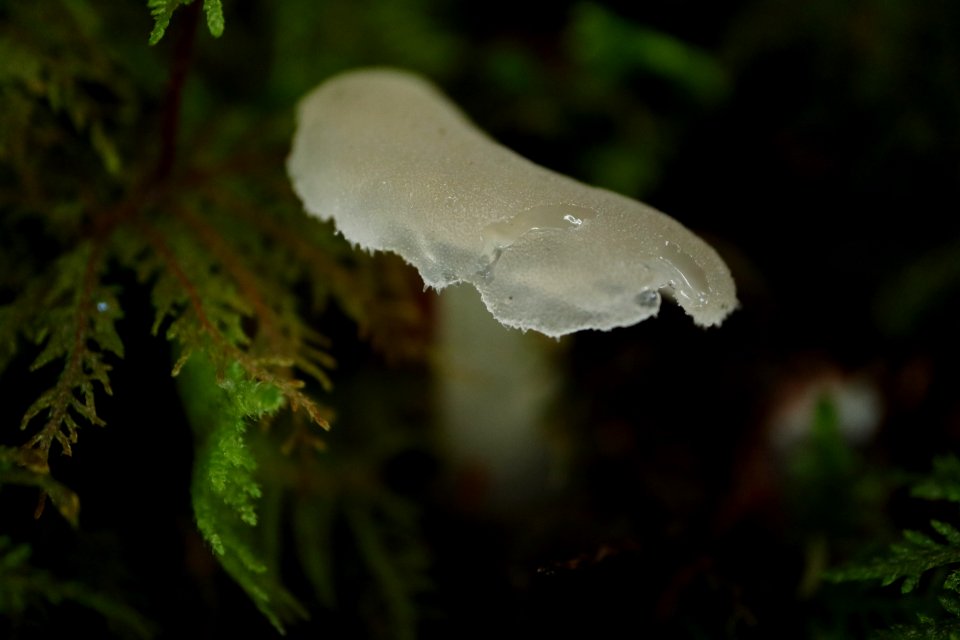 Pseudohydnum gelatinosum again