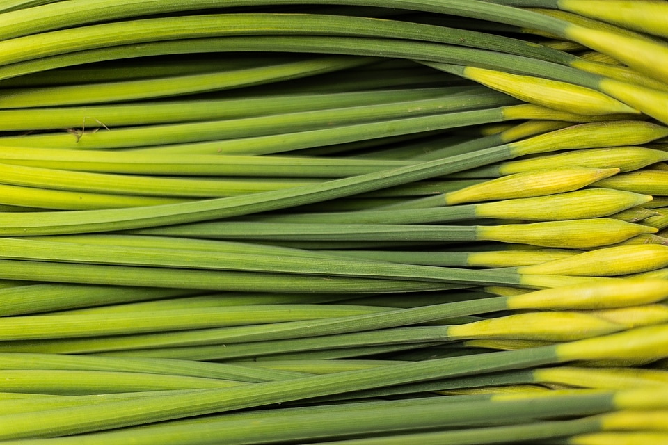 Green spring fresh