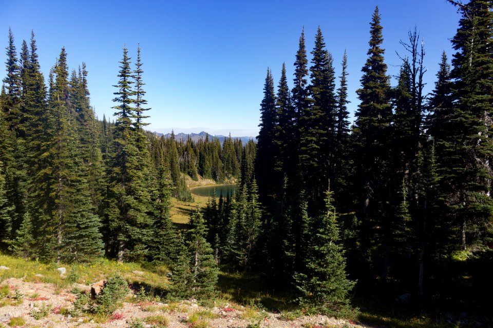 wonderland trail 15