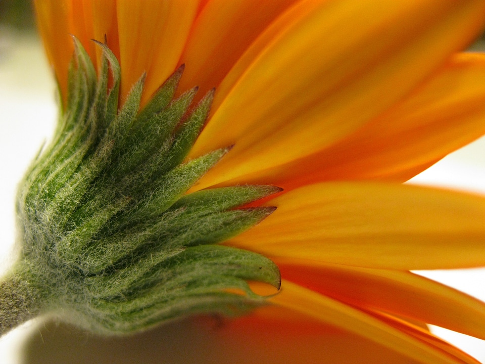 Close up style orange