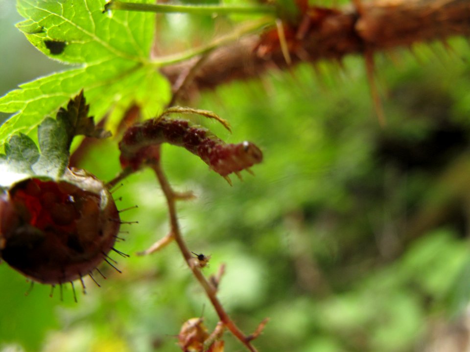 Unknown larva on Ribes lacustre 5