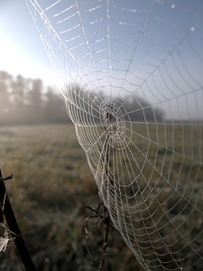 Web autumn cold