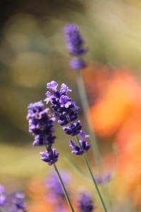 Summer herb purple photo