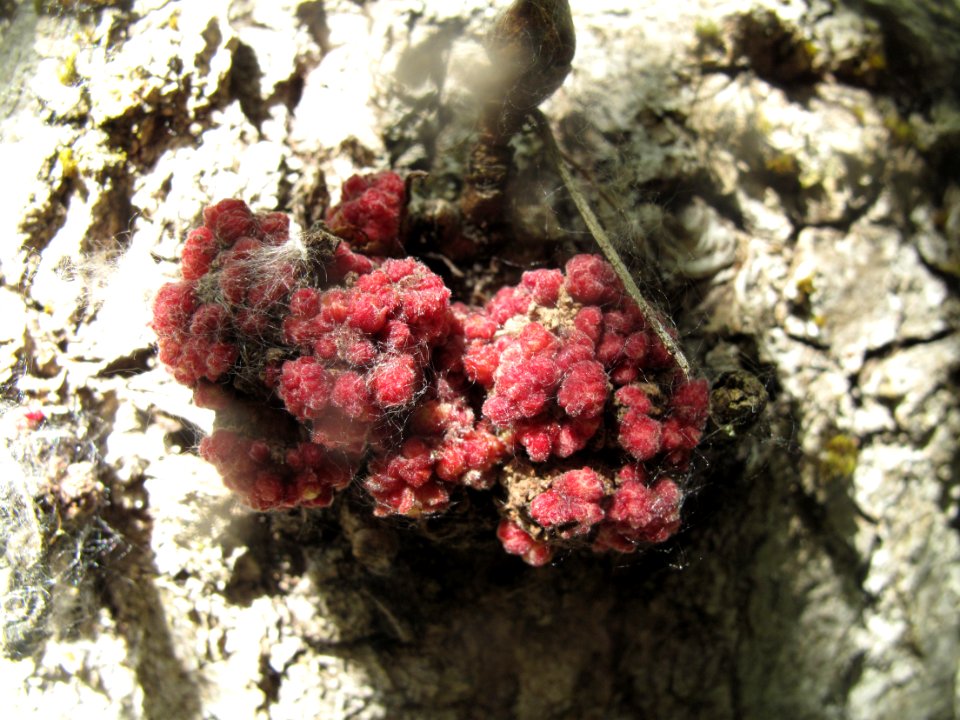 Slime mold perhaps??