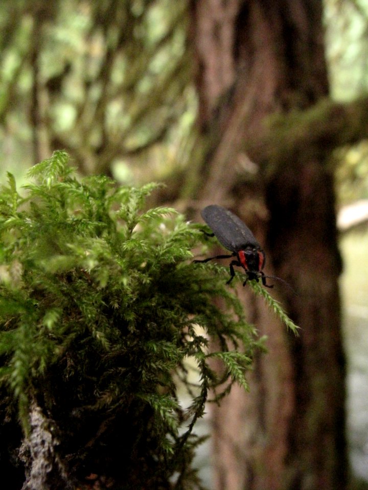 Ellychnia sp. (diurnal firefly)