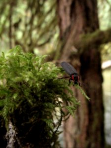 Ellychnia sp. (diurnal firefly)
