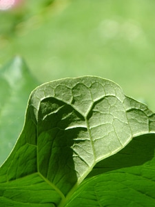 Natural rhubarb leaf