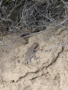 Unknown lizard