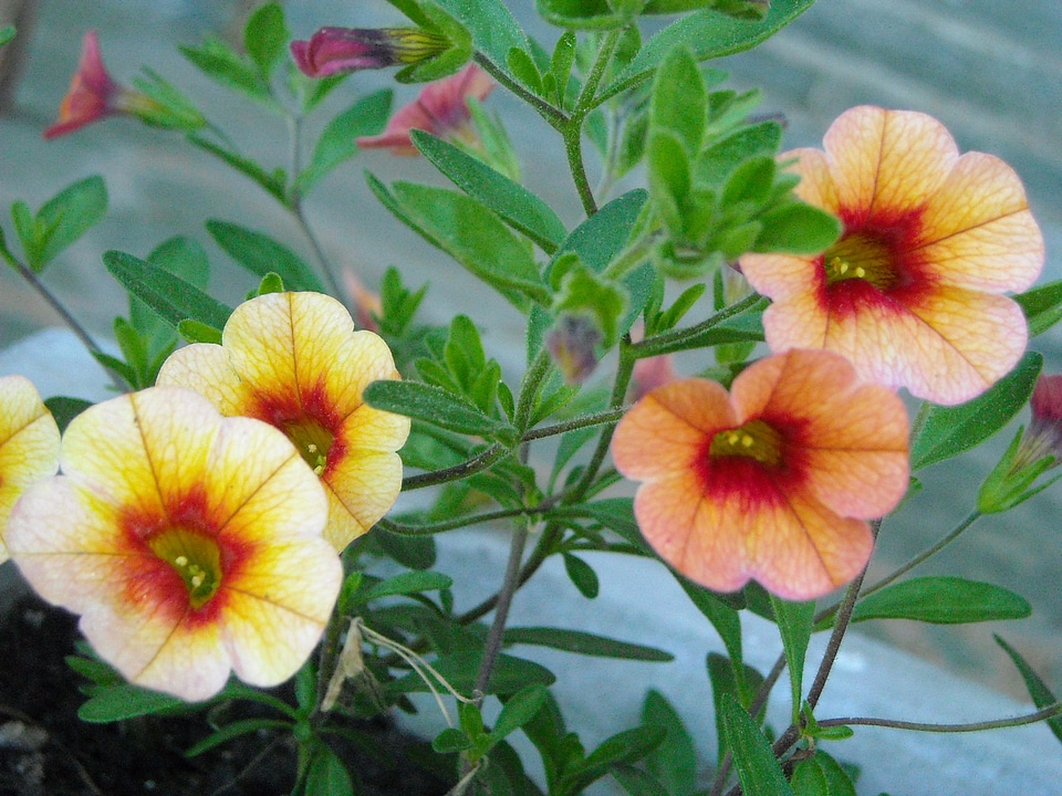Garden petunia bloom